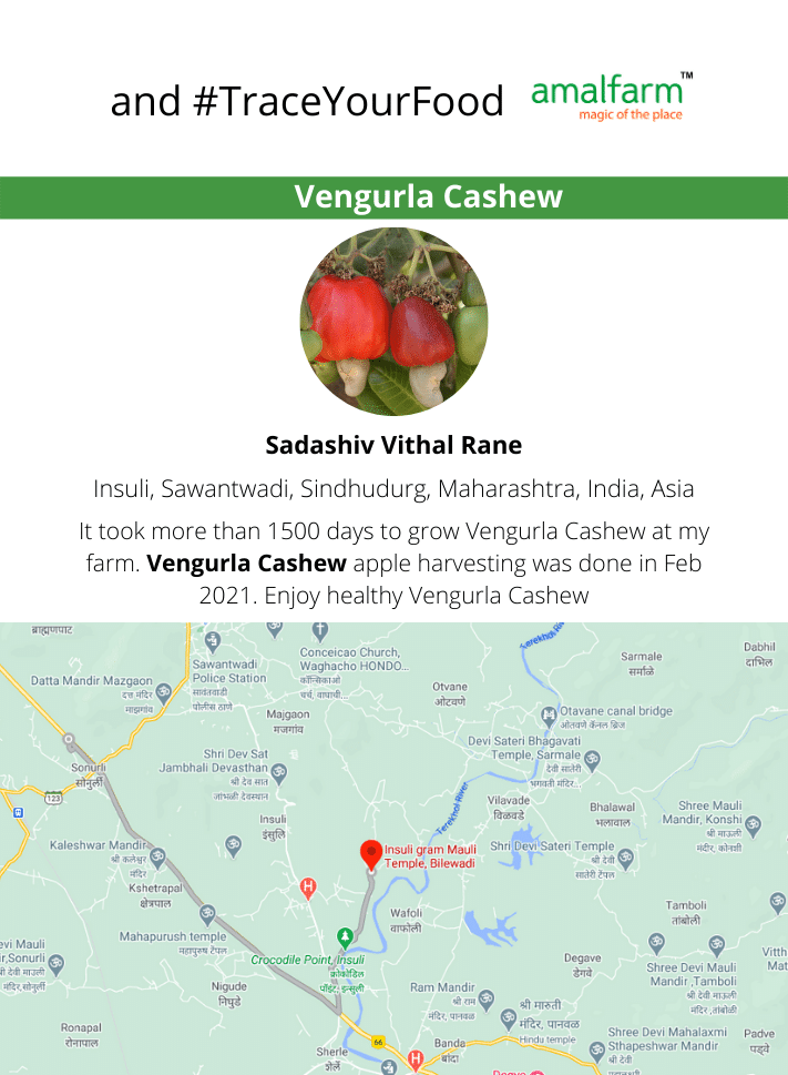 Vengurla Cashew Traceability
